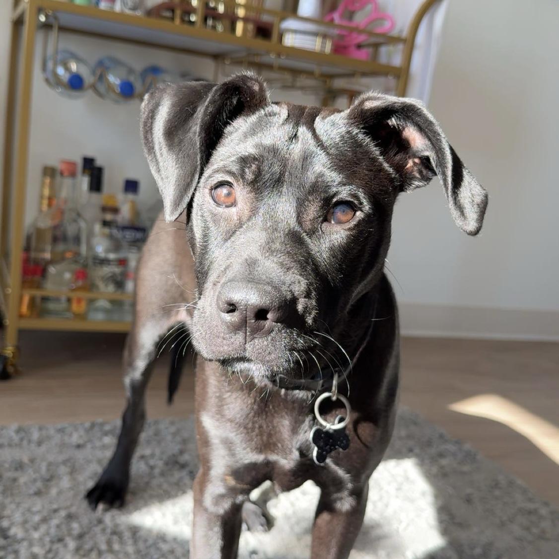 Toga — thumbnail 4