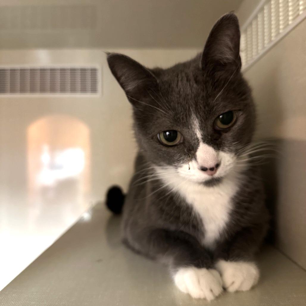 Enlarge Faith, a Adoptable Domestic Short Hair in Spokane, WA image 1/6