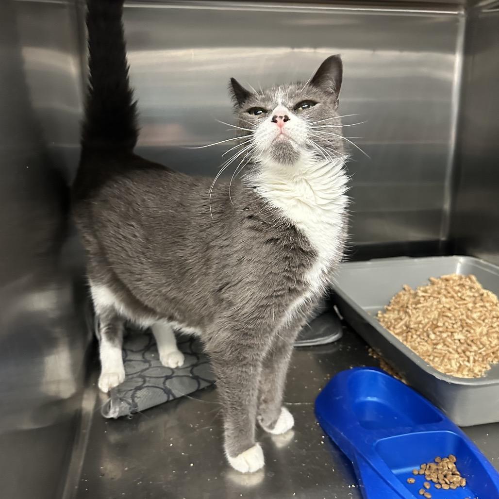 Enlarge Faith, a Adoptable Domestic Short Hair in Spokane, WA image 2/6