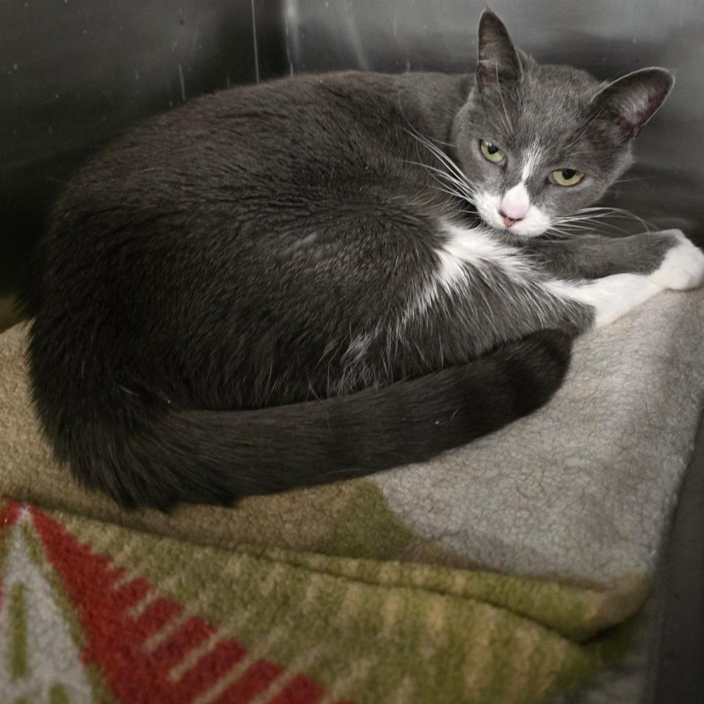 Enlarge Faith, a Adoptable Domestic Short Hair in Spokane, WA image 4/6