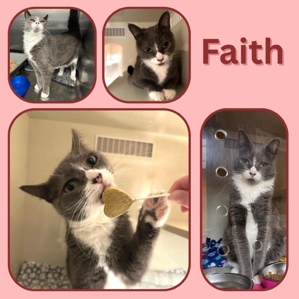 Enlarge Faith, a Adoptable Domestic Short Hair in Spokane, WA image 6/6