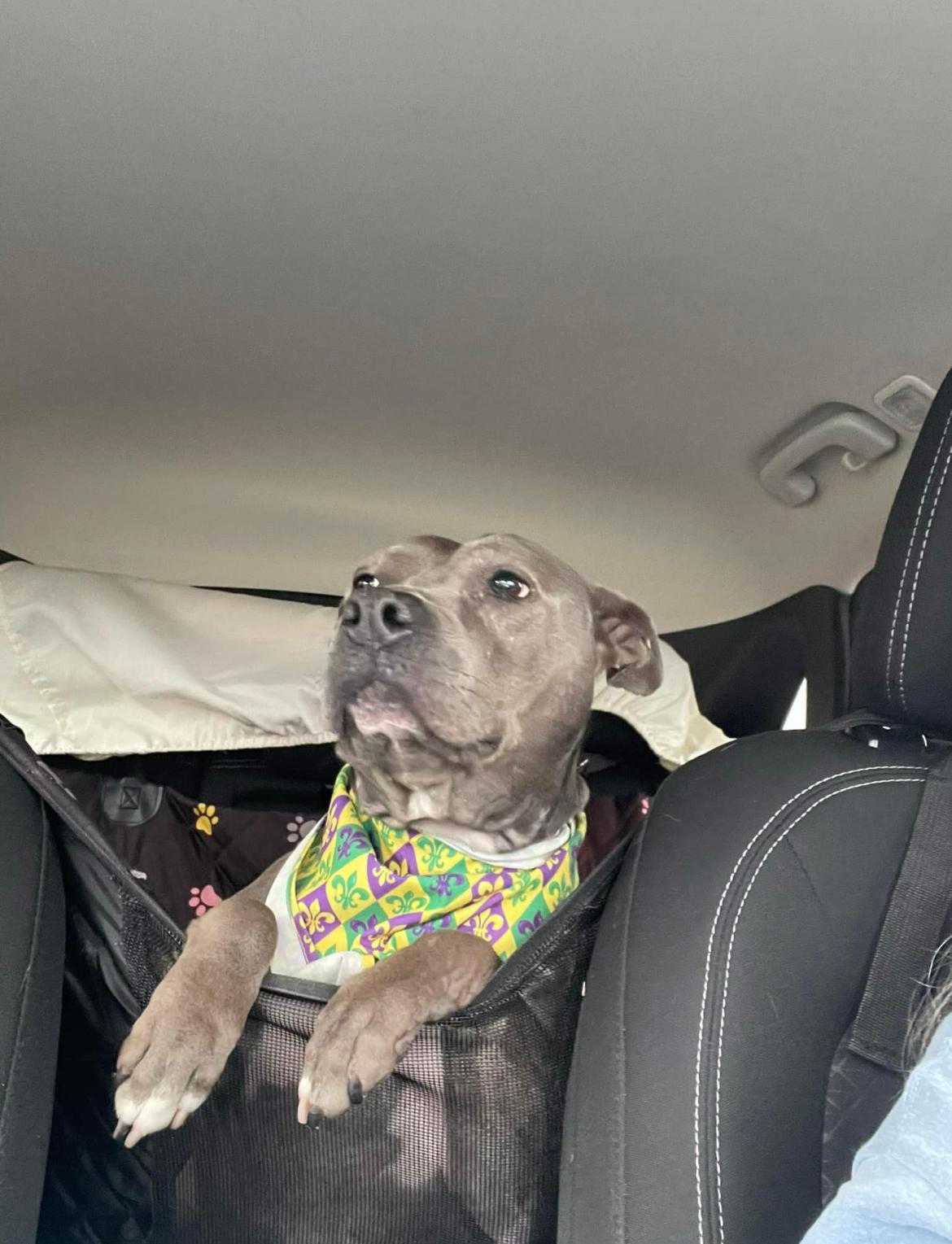 Chance, a Adoptable mixed breed in Mobile, AL image 1/4