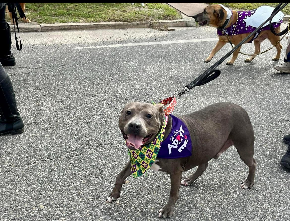 Chance, a Adoptable mixed breed in Mobile, AL image 2/4