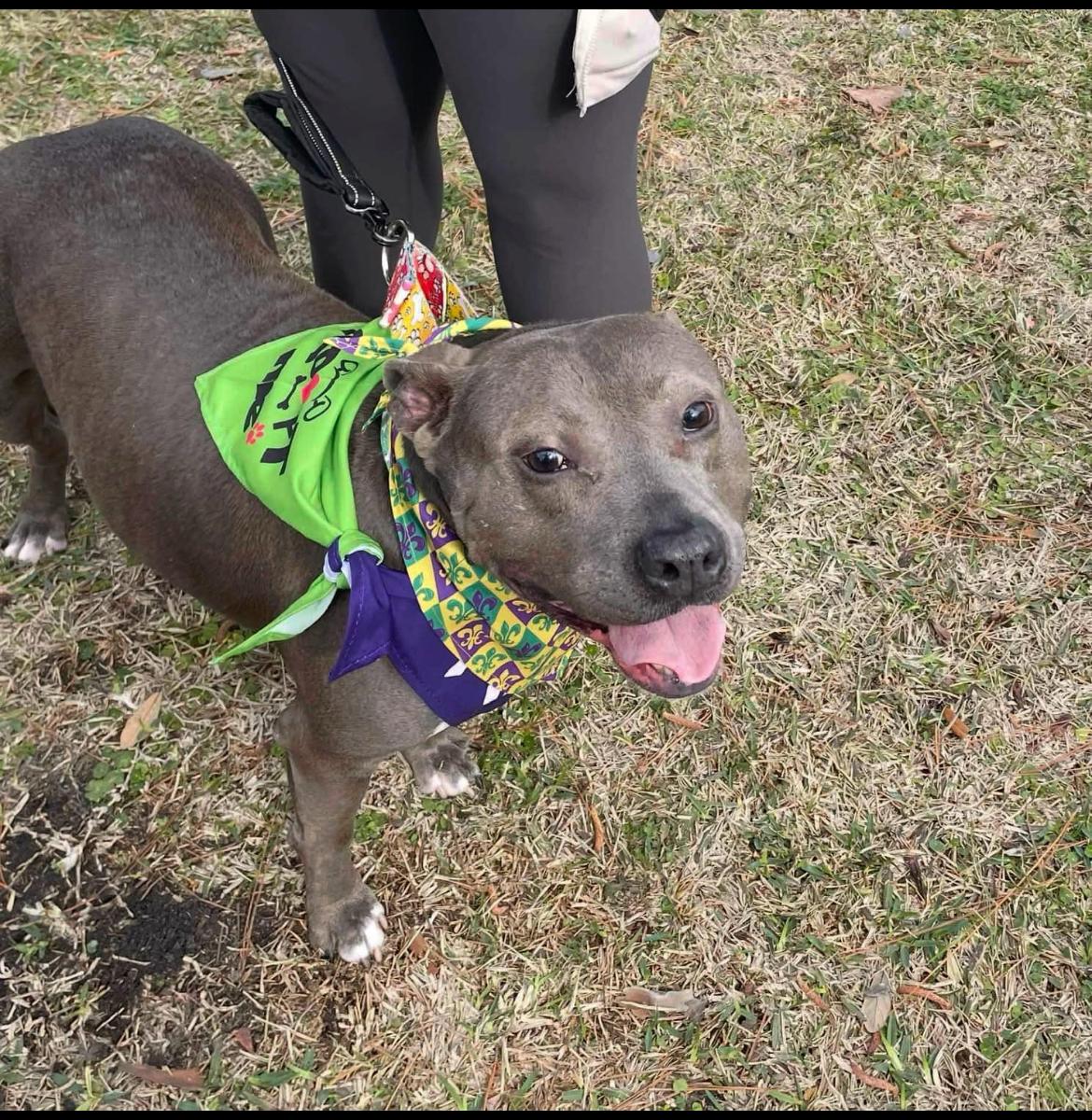 Chance, a Adoptable mixed breed in Mobile, AL image 3/4