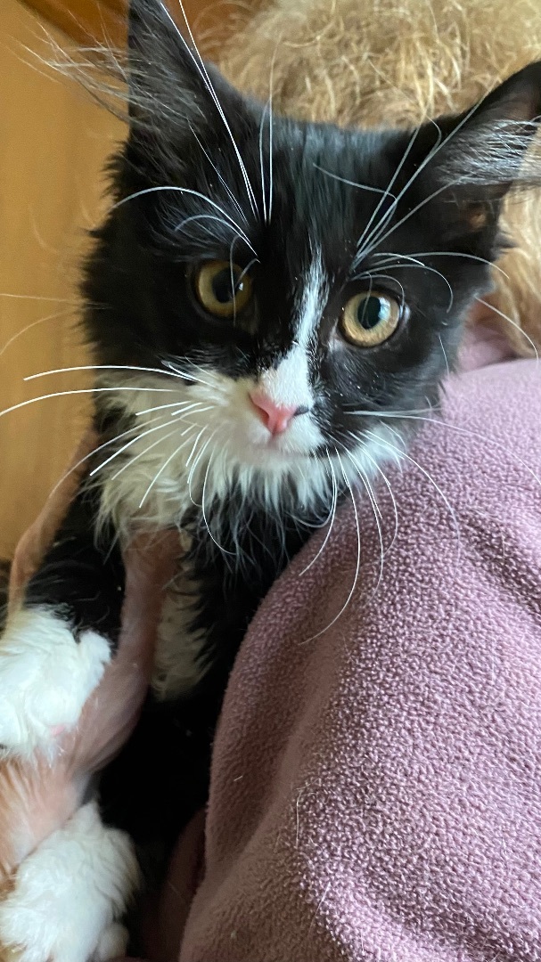 Kittens , Adopted, Kitten Male Manx.