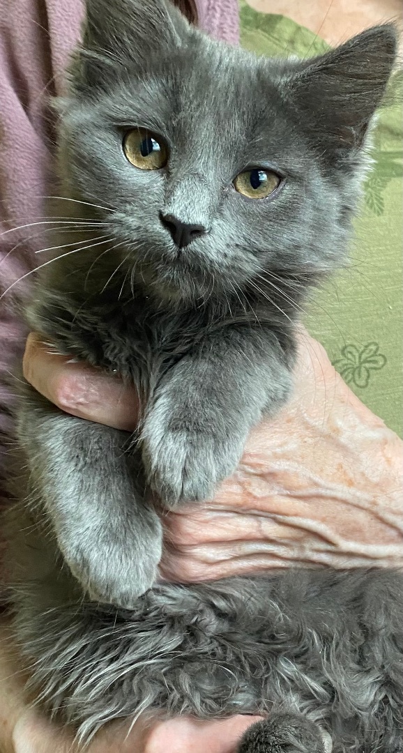 Enlarge Kittens , a Adopted Manx in Woburn, MA image 2/14