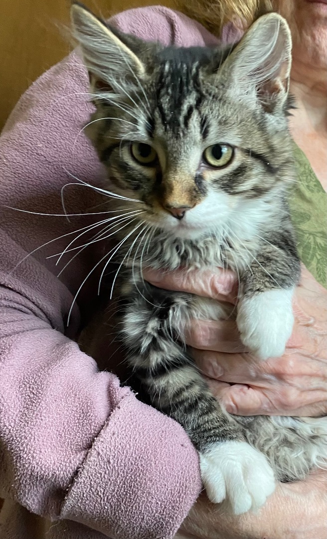 Enlarge Kittens , a Adopted Manx in Woburn, MA image 3/14