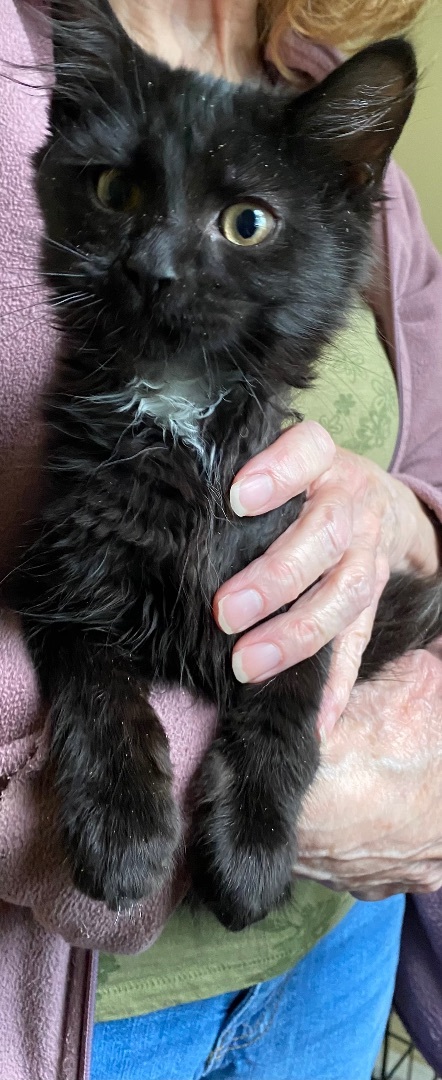 Enlarge Kittens , a Adopted Manx in Woburn, MA image 4/14