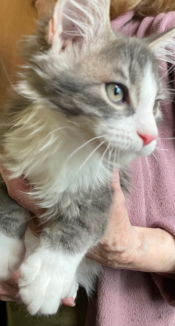 Enlarge Kittens , a Adopted Manx in Woburn, MA image 5/14