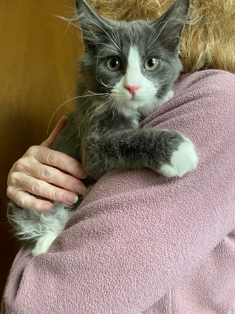 Enlarge Kittens , a Adopted Manx in Woburn, MA image 6/14