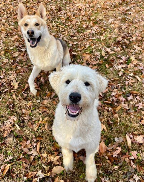 Annie, Adoptable, Young Female English Shepherd & Great Pyrenees.