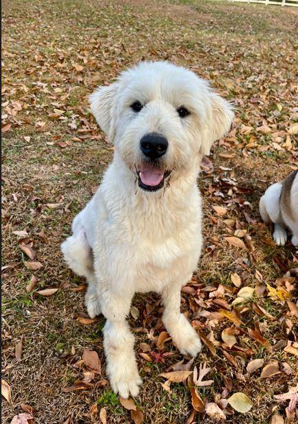 Annie, a Adoptable mixed breed in Mocksville, NC image 2/4