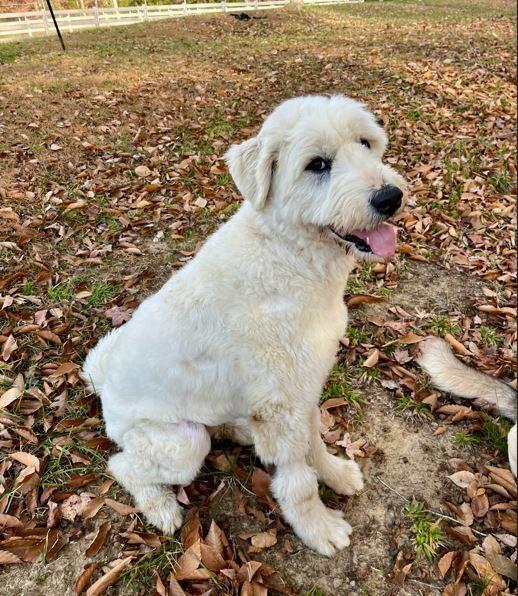 Annie, a Adoptable mixed breed in Mocksville, NC image 3/4