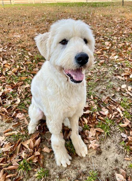 Annie, a Adoptable mixed breed in Mocksville, NC image 4/4