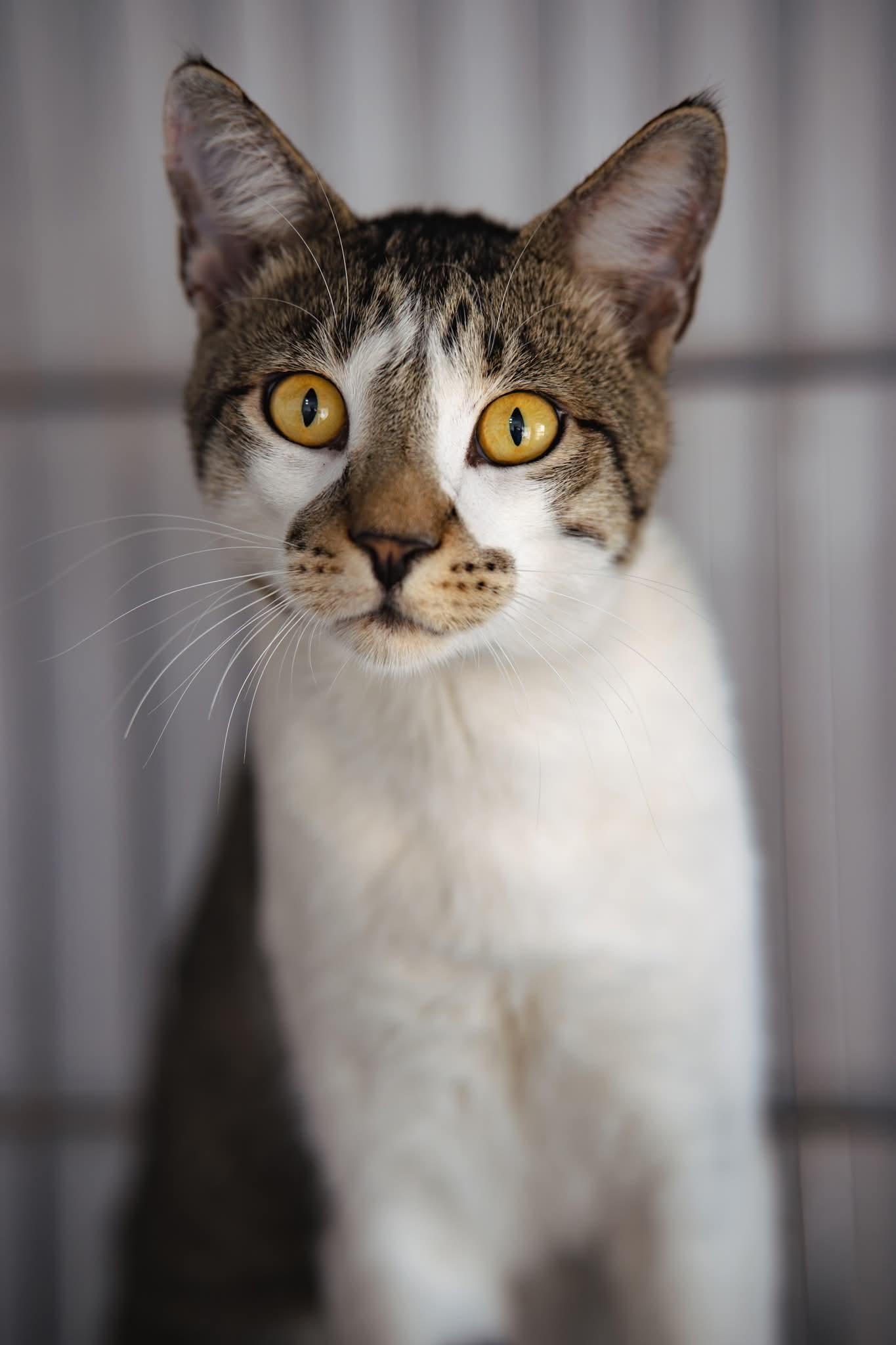 Enlarge Duece , a ADOPTABLE Domestic Short Hair in Globe, AZ image 1/1