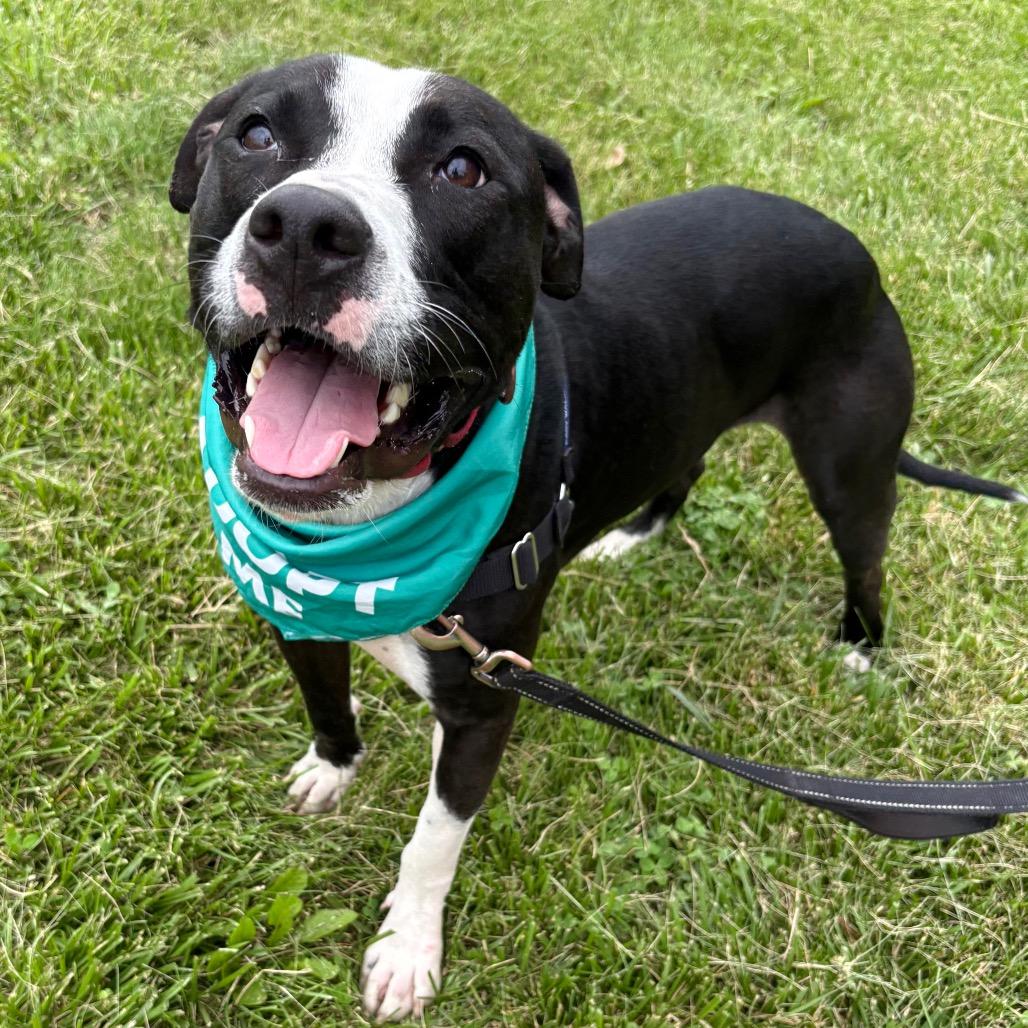 Gizmo P4P, Adoptable, Adult Male Mixed Breed & Mixed Breed.