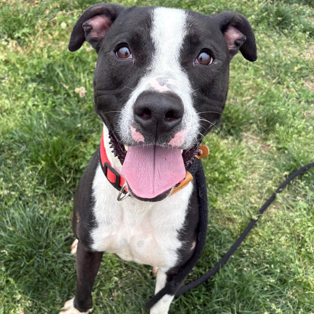 Gizmo P4P, a Adoptable mixed breed in St Joseph, MO image 2/6