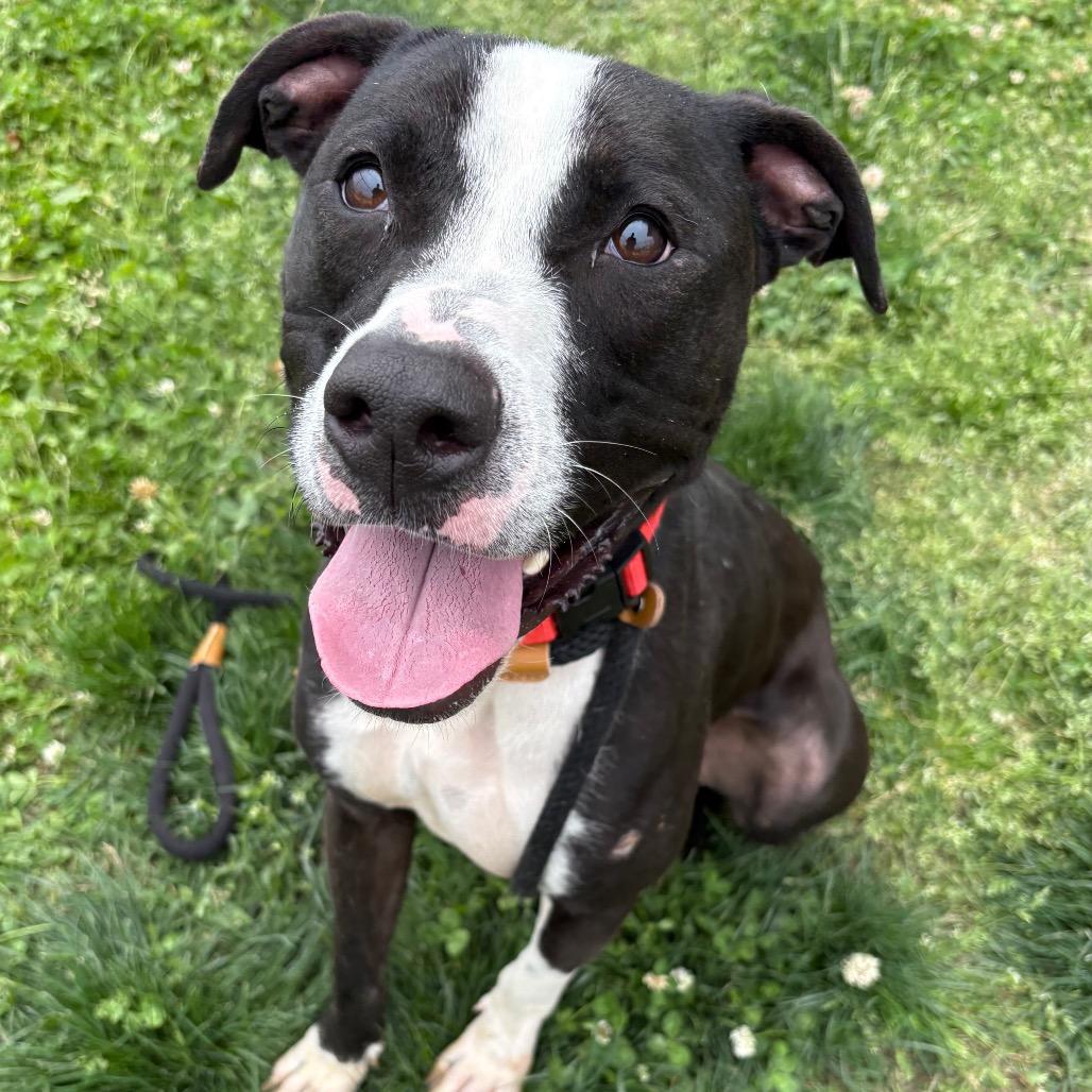 Gizmo P4P, a Adoptable mixed breed in St Joseph, MO image 3/6