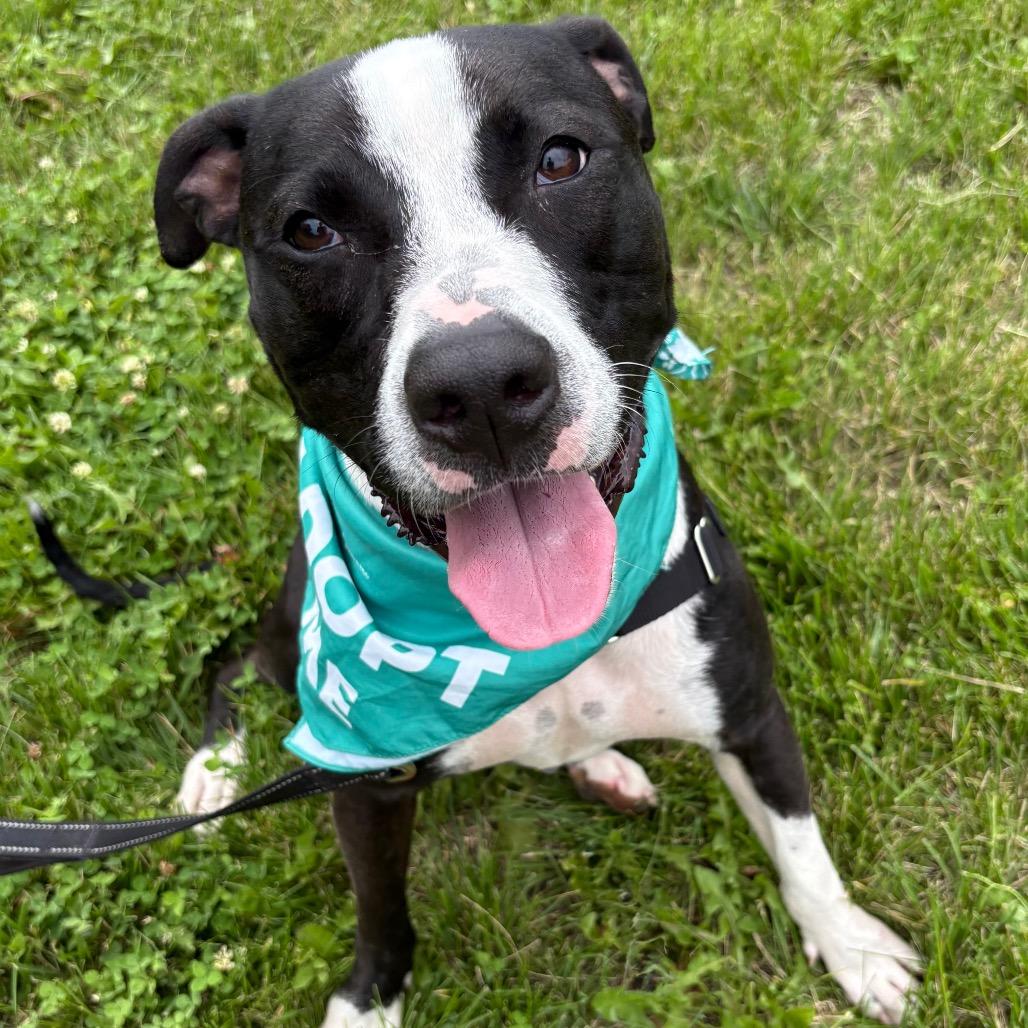 Gizmo P4P, a Adoptable mixed breed in St Joseph, MO image 6/6