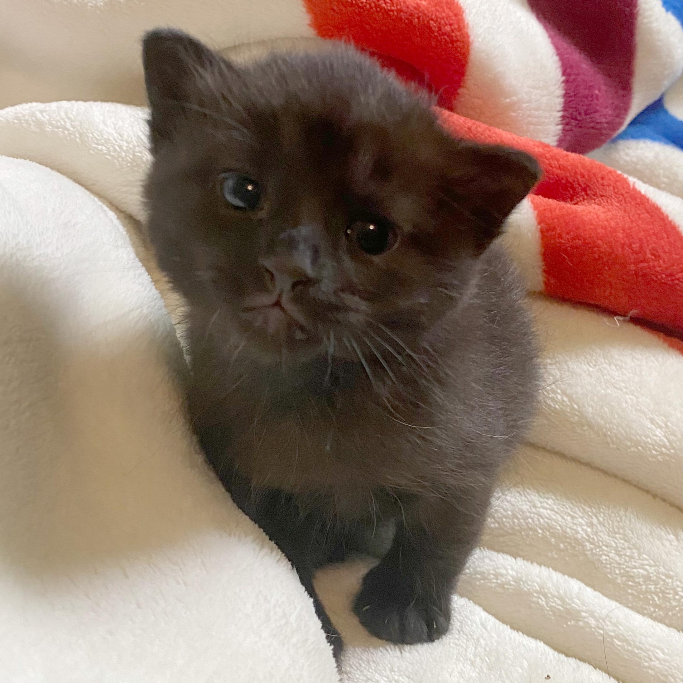Forrest, an adoptable Domestic Short Hair, Burmese in Columbus, OH, 43221 | Photo Image 1