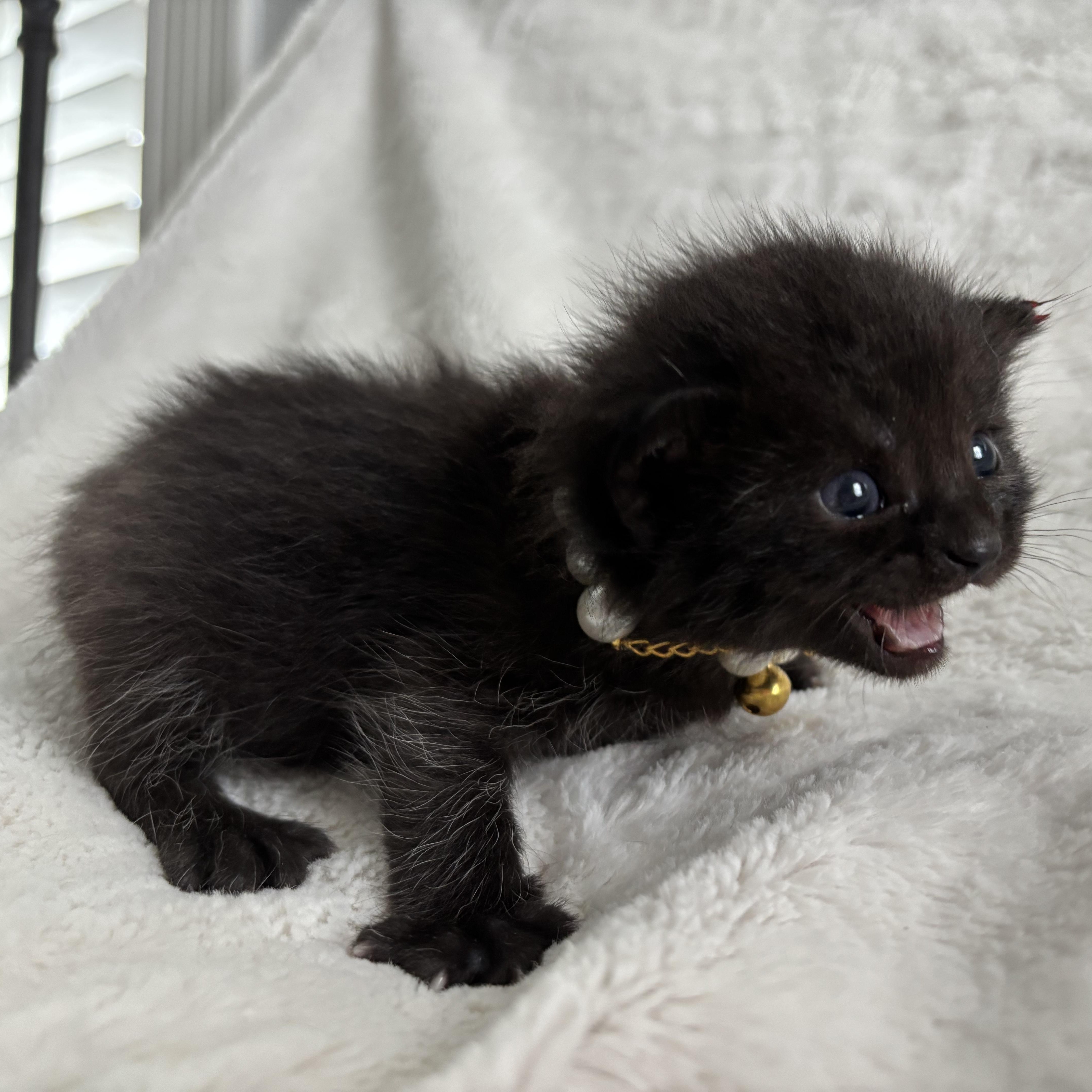 Forrest, an adoptable Domestic Short Hair, Burmese in Columbus, OH, 43221 | Photo Image 2