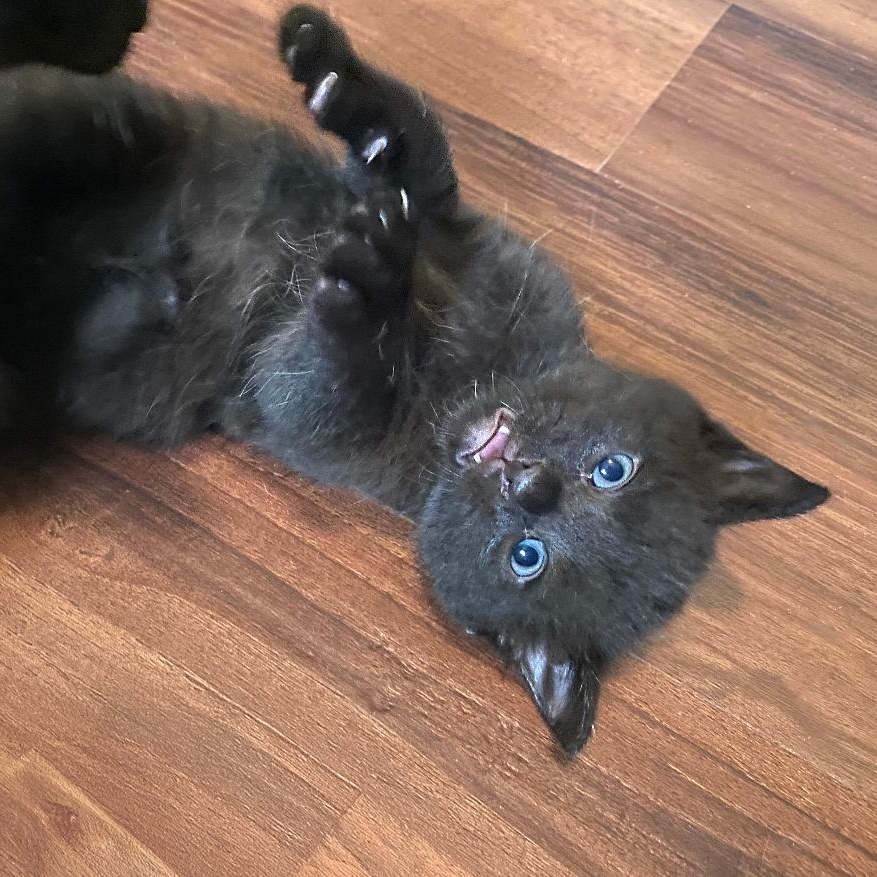 Forrest, an adoptable Domestic Short Hair, Burmese in Columbus, OH, 43221 | Photo Image 3