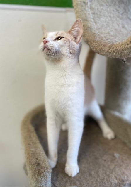 Enlarge 4 (Kooky Kid), a Adoptable mixed breed in Fort Worth, TX image 1/6