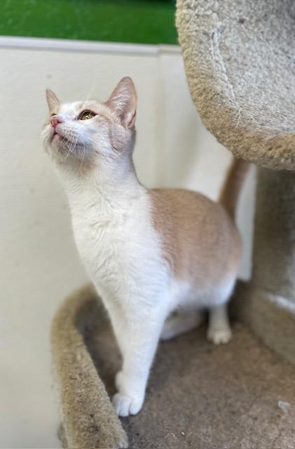 Enlarge 4 (Kooky Kid), a Adoptable mixed breed in Fort Worth, TX image 1/3