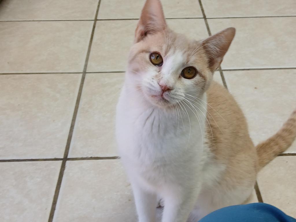 Enlarge 4 (Kooky Kid), a Adoptable mixed breed in Fort Worth, TX image 3/6