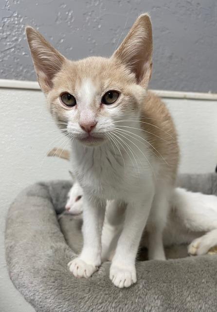 Enlarge 4 (Kooky Kid), a Adoptable mixed breed in Fort Worth, TX image 3/3