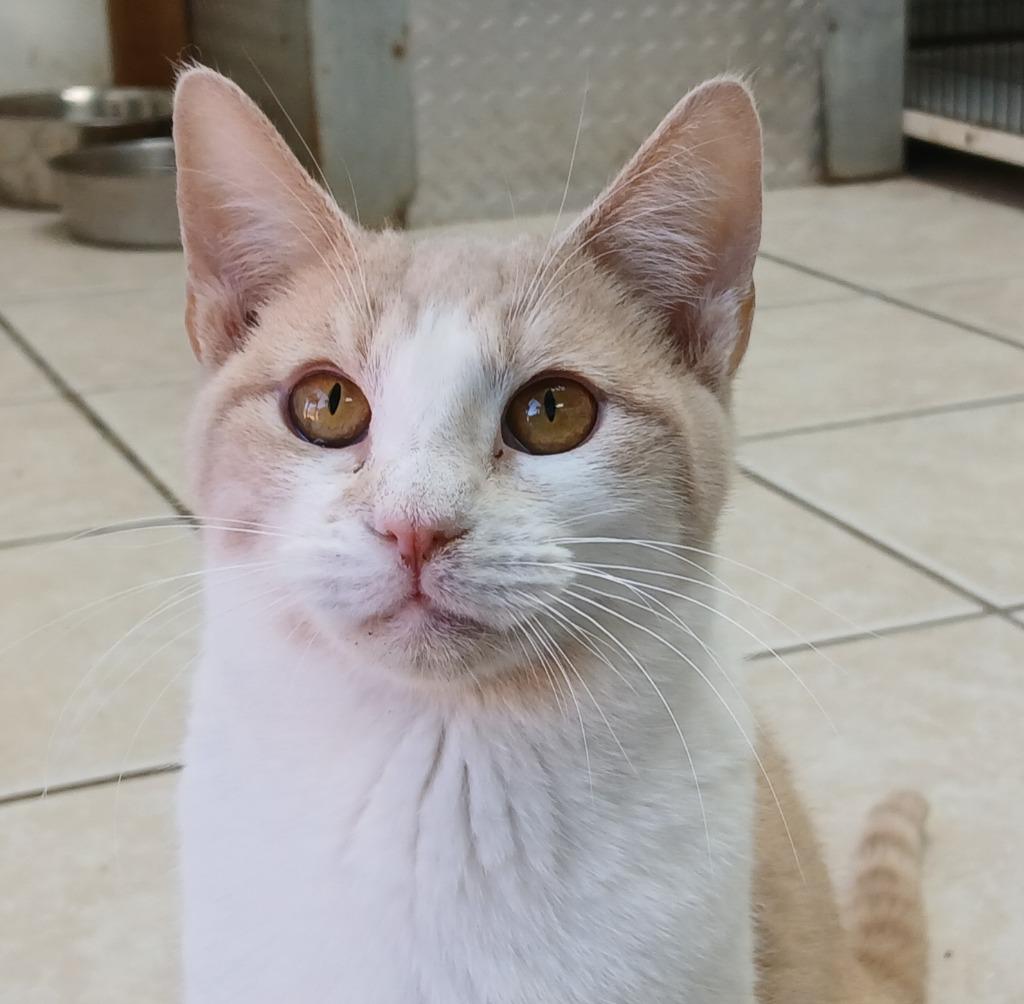 Enlarge 4 (Kooky Kid), a Adoptable mixed breed in Fort Worth, TX image 4/6