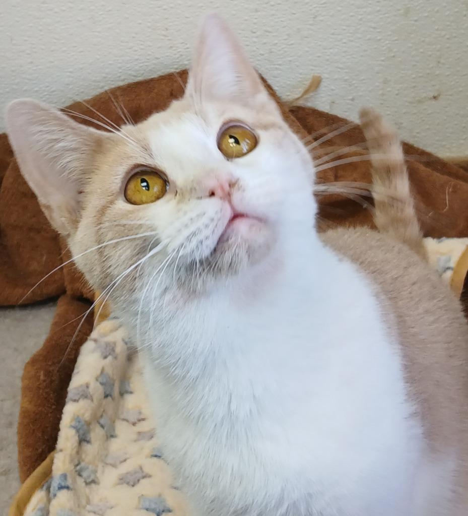 Enlarge 4 (Kooky Kid), a Adoptable mixed breed in Fort Worth, TX image 6/6