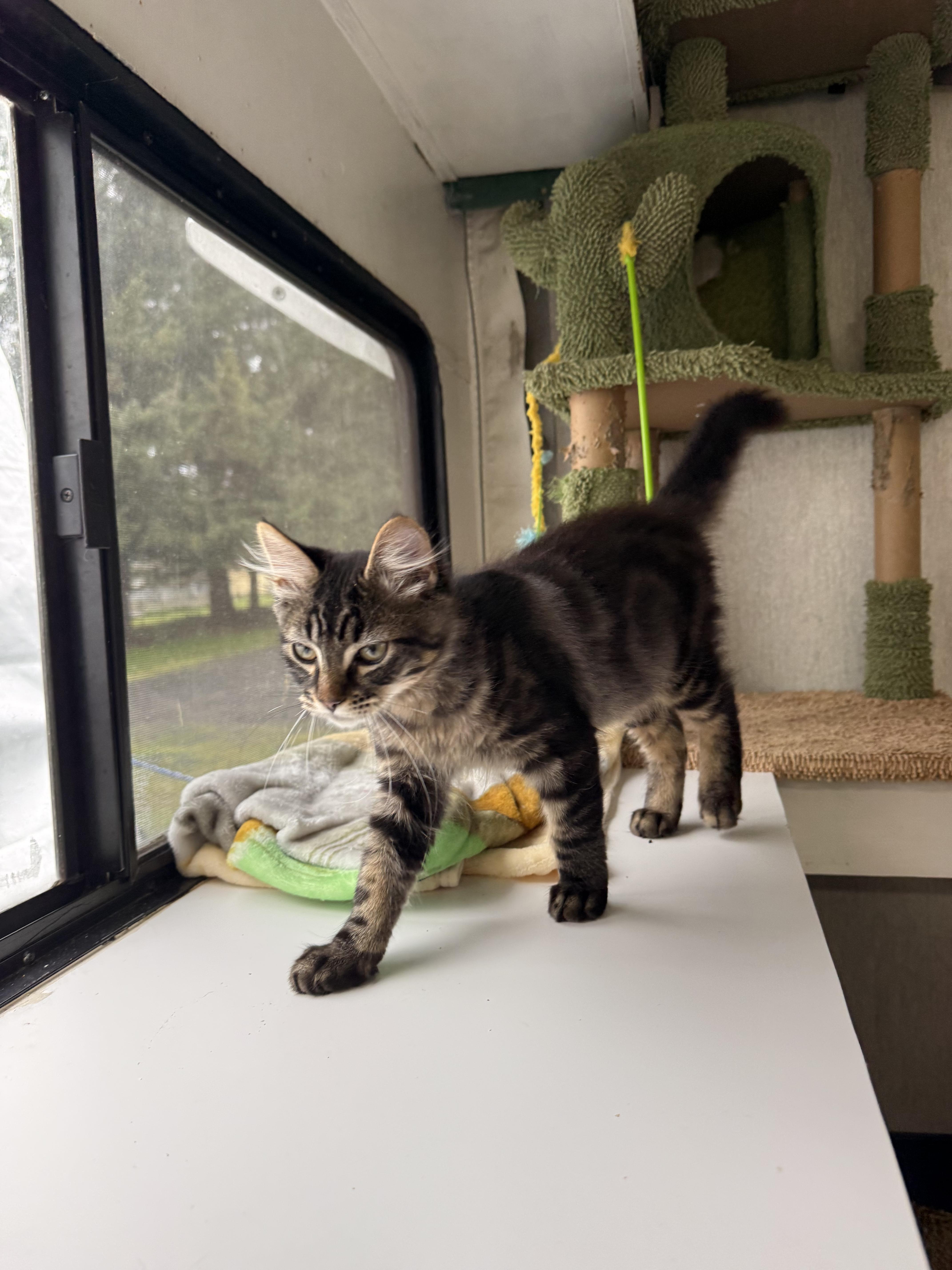 Enlarge Stuffing, a Adoptable Domestic Medium Hair in Eugene, OR image 5/5