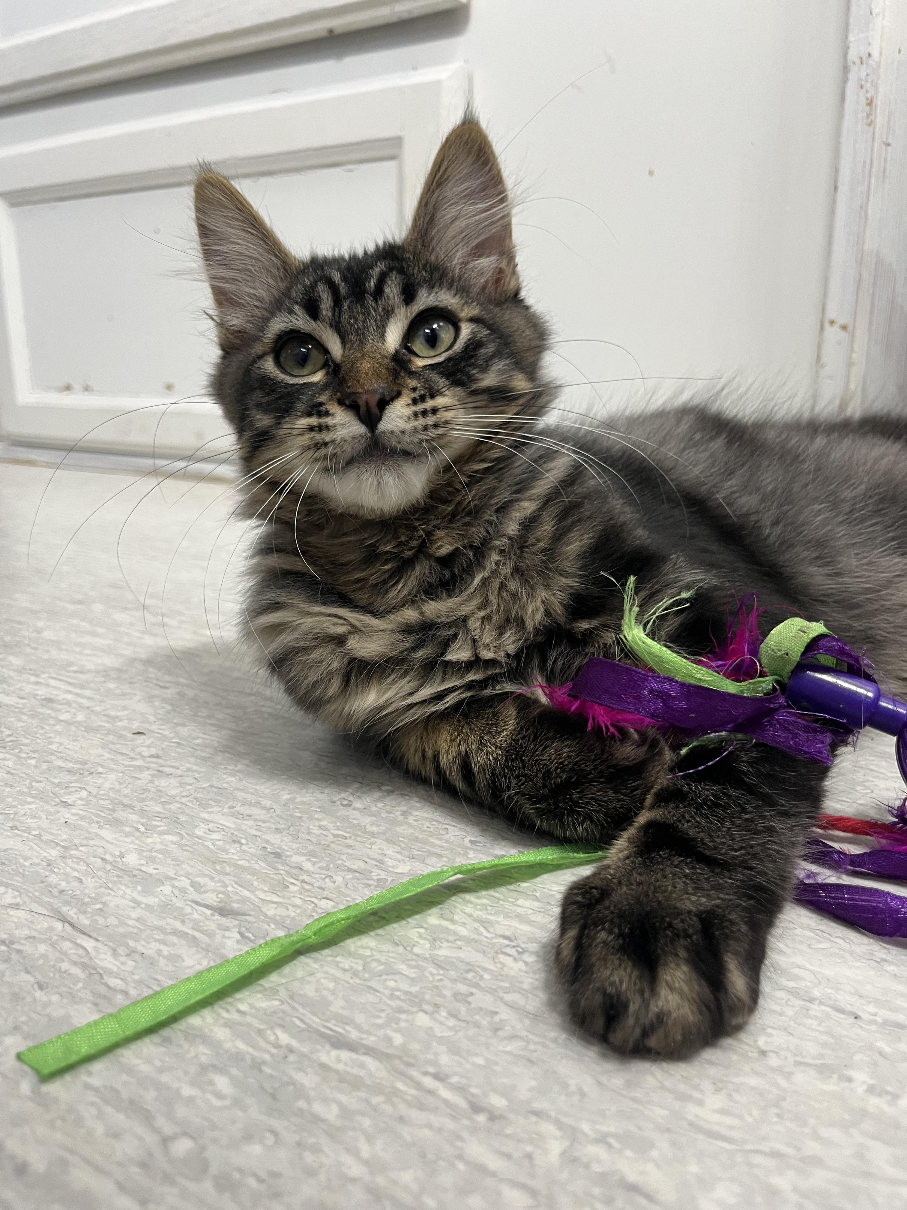 Enlarge Stuffing, a Adoptable Domestic Medium Hair in Eugene, OR image 4/5