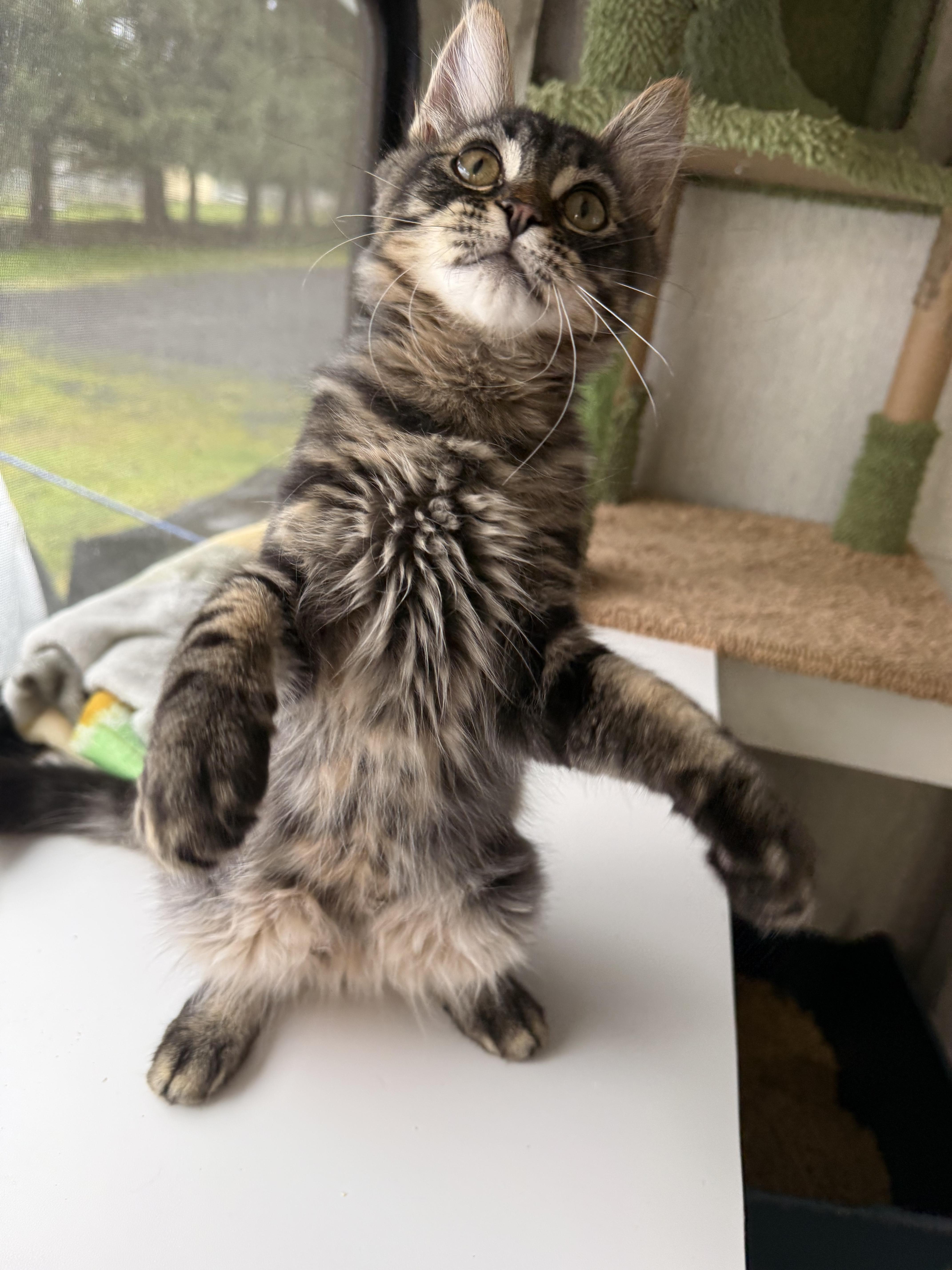 Enlarge Stuffing, a Adoptable Domestic Medium Hair in Eugene, OR image 3/5