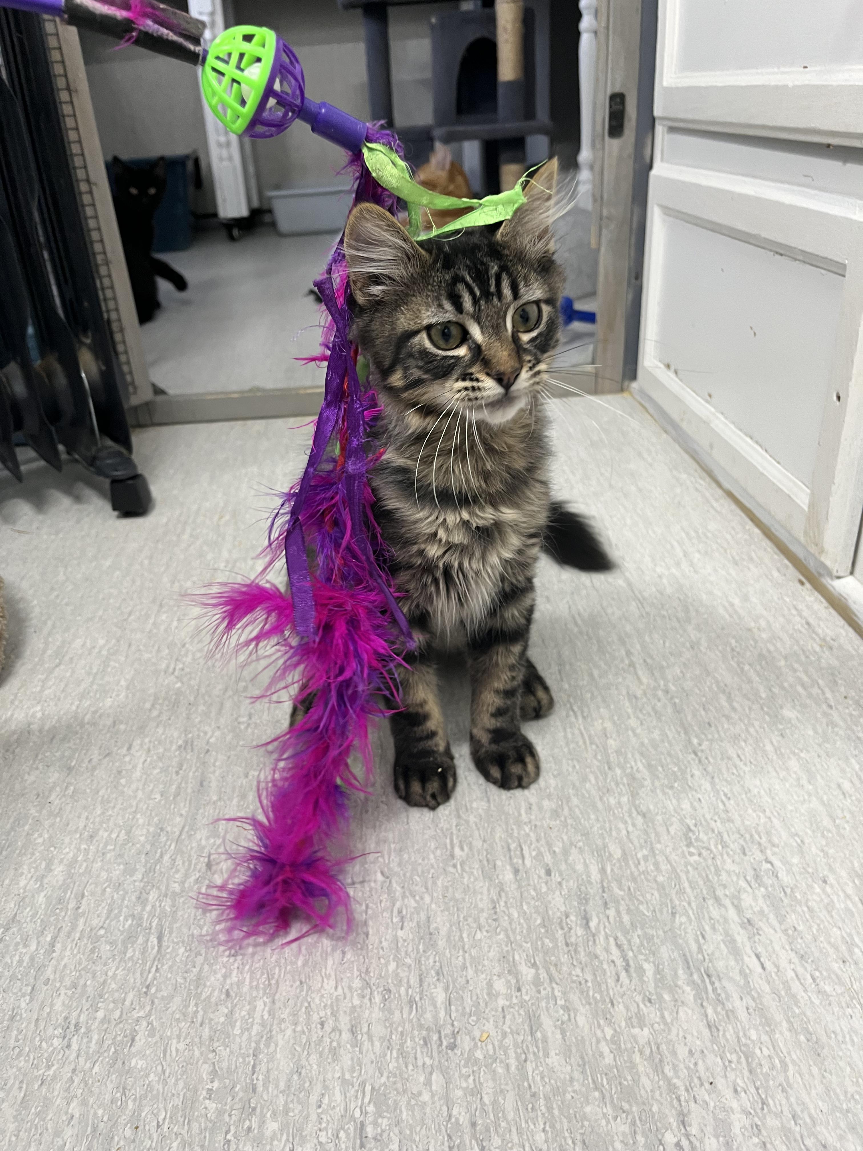 Enlarge Stuffing, a Adoptable Domestic Medium Hair in Eugene, OR image 2/5