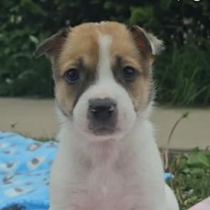 Clover, ADOPTABLE, Puppy Female Australian Cattle Dog / Blue Heeler & Shepherd.