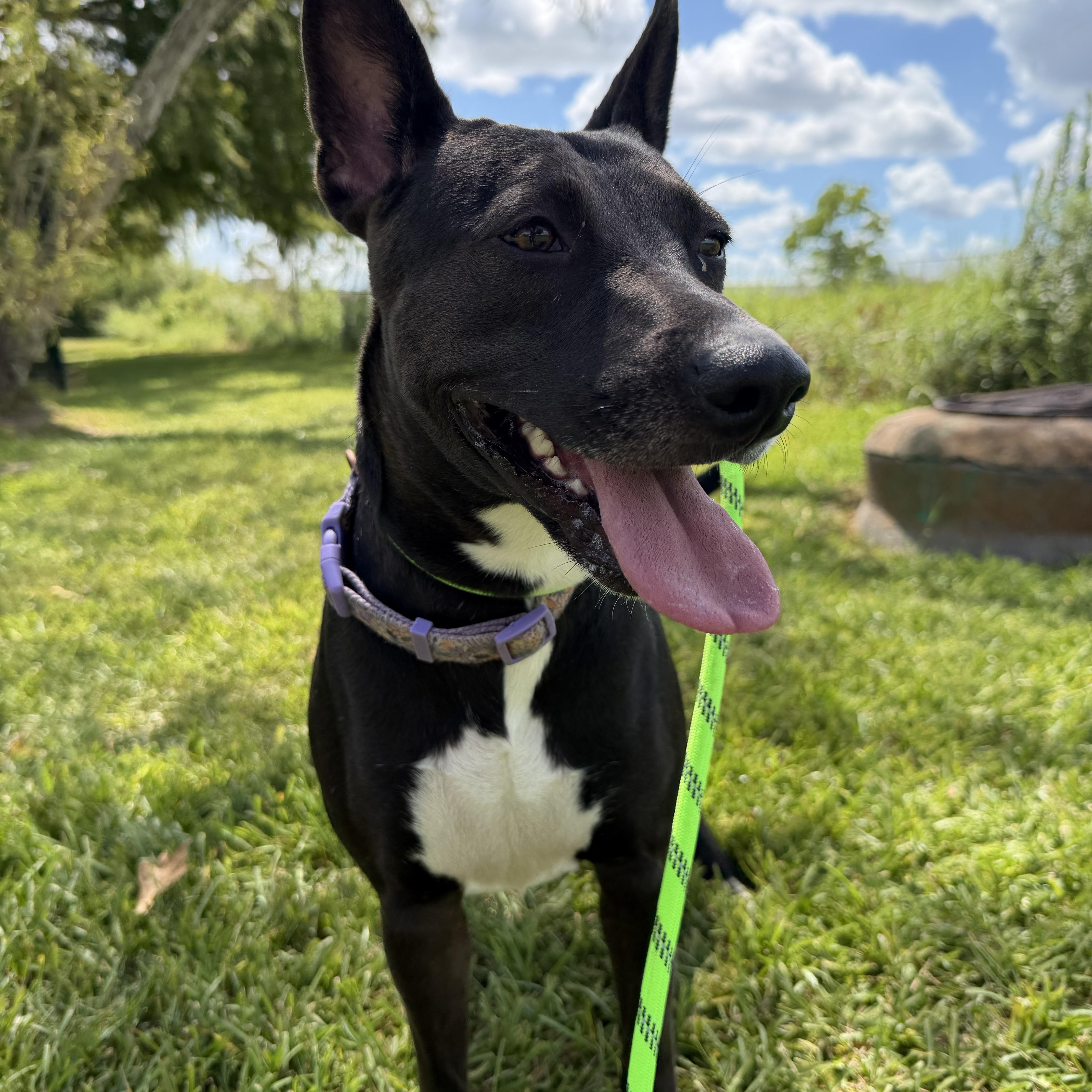 Enlarge Kylie, a Adoptable mixed breed in Brentwood, NH image 3/5