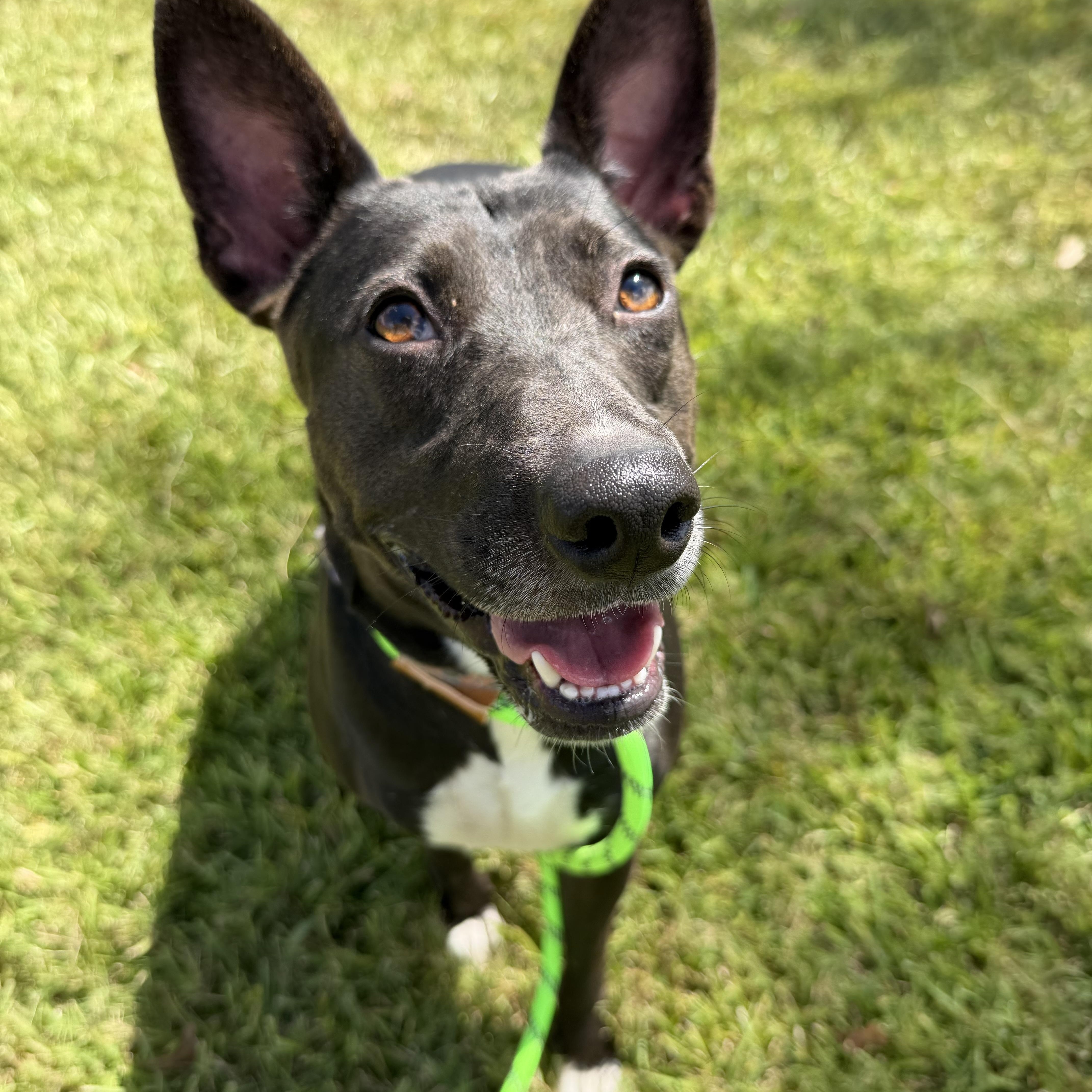 Enlarge Kylie, a Adoptable mixed breed in Brentwood, NH image 2/5