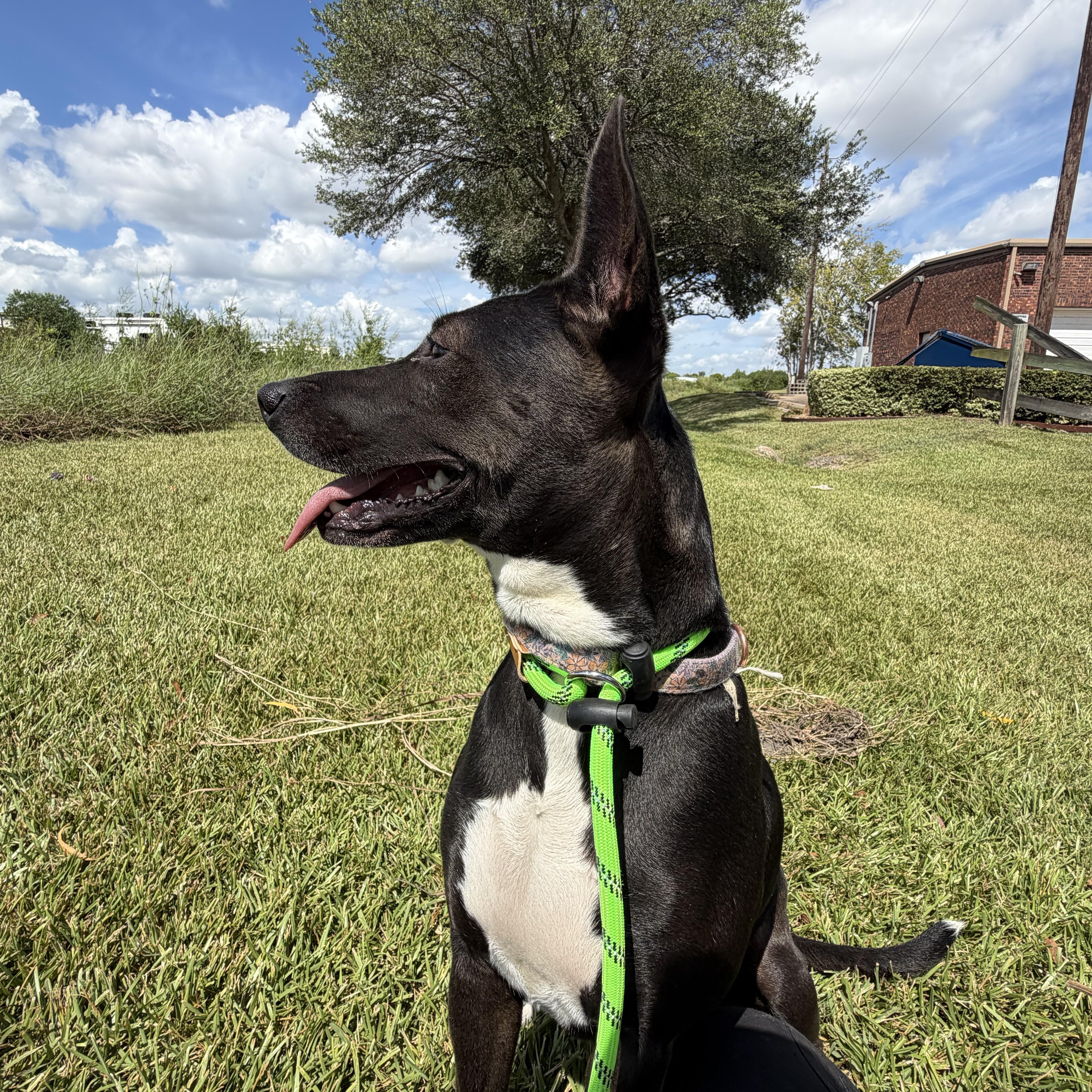 Enlarge Kylie, a Adoptable mixed breed in Brentwood, NH image 5/5