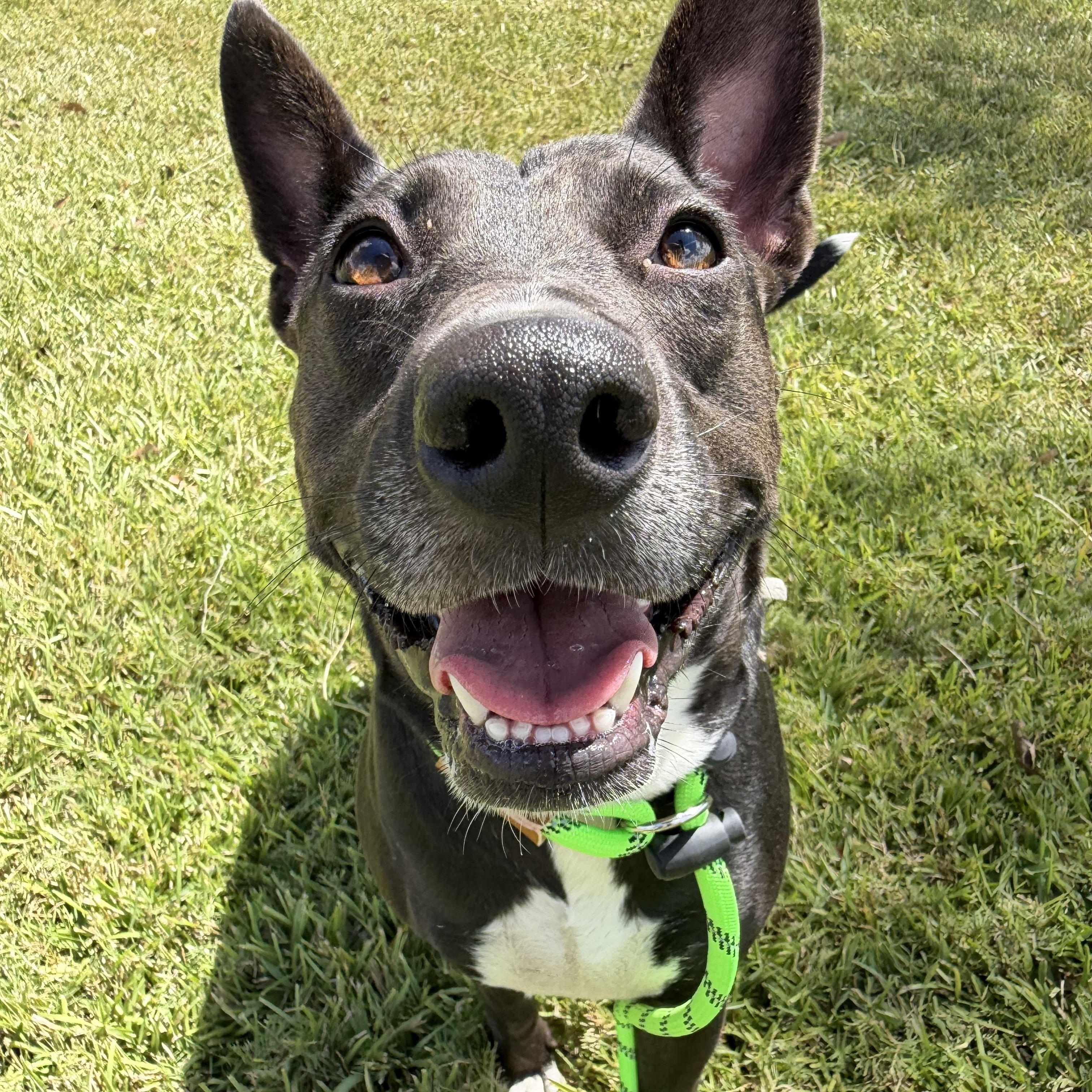 Enlarge Kylie, a Adoptable mixed breed in Brentwood, NH image 4/5