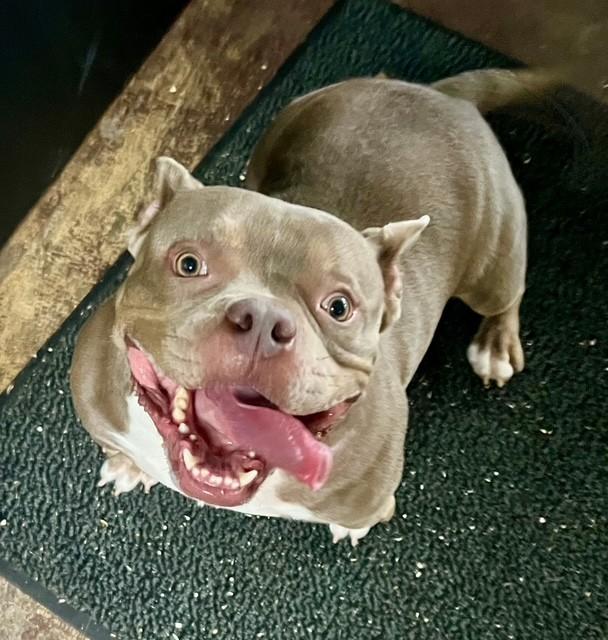 Enlarge Niko, a ADOPTABLE mixed breed in Williston, VT image 3/6