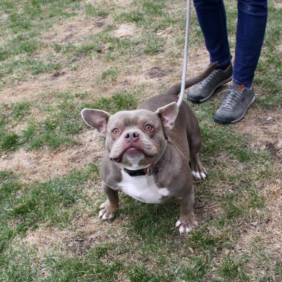 Enlarge Niko, a ADOPTABLE mixed breed in Williston, VT image 4/6