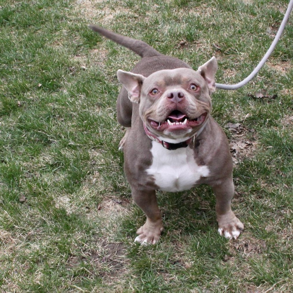 Enlarge Niko, a ADOPTABLE mixed breed in Williston, VT image 3/6