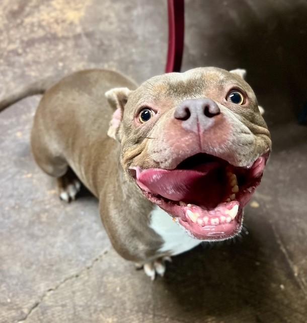 Niko, ADOPTABLE, Young Female American Bulldog.