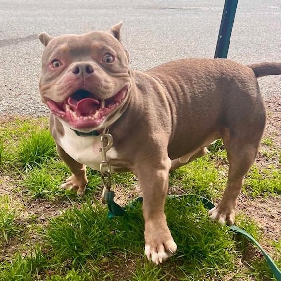 Niko, ADOPTABLE, Young Female American Bulldog.