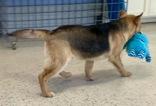Enlarge Cain, a ADOPTABLE German Shepherd Dog in Glasgow, KY image 2/3