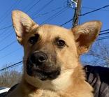 Enlarge Cain, a ADOPTABLE German Shepherd Dog in Glasgow, KY image 1/3