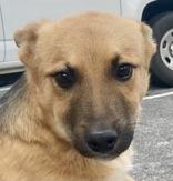 Enlarge Cain, a ADOPTABLE German Shepherd Dog in Glasgow, KY image 3/3