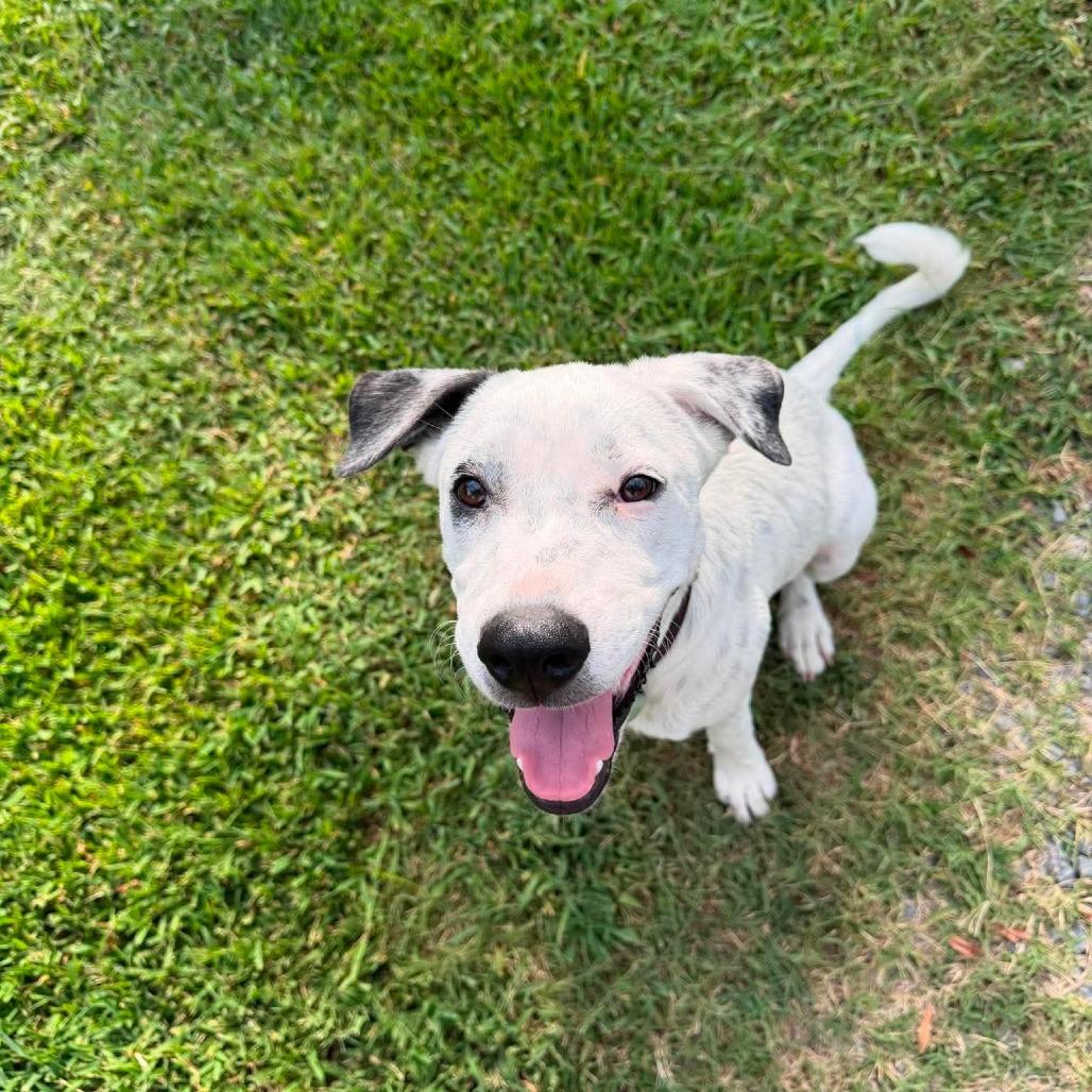 Cici, Adoptable, Young Female Dalmatian & Mixed Breed.
